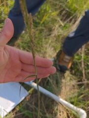 Sporobolus compositus