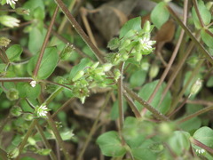 Stellaria media