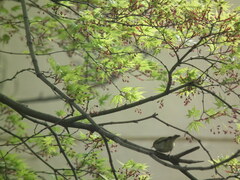 Phylloscopus proregulus