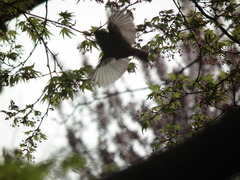 Phylloscopus proregulus