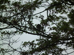 Phylloscopus proregulus