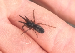 Segestria senoculata