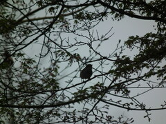 Phylloscopus proregulus