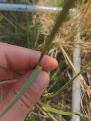 Sporobolus compositus