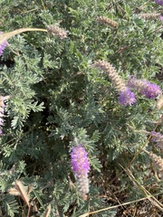 Dalea villosa
