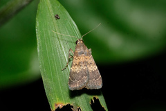 Hydrillodes lentalis