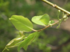 Salix chaenomeloides
