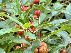 Ilex verticillata