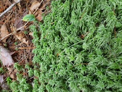 Sphagnum girgensohnii