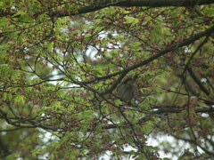 Phylloscopus proregulus