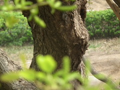 Salix chaenomeloides