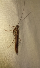 Eumantodea