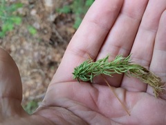 Sphagnum girgensohnii