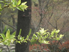 Salix chaenomeloides