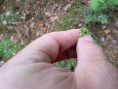 Sphagnum girgensohnii