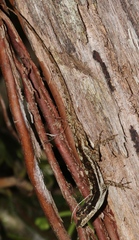 Anolis cusuco