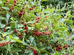 Ilex verticillata