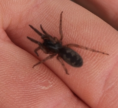 Segestria senoculata