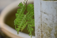 Pteris