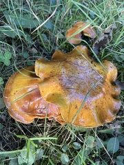 Suillus grevillei