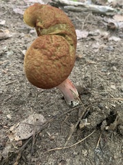 Baorangia bicolor