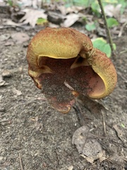 Baorangia bicolor