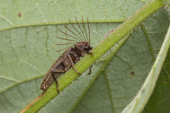 Callirhipidae