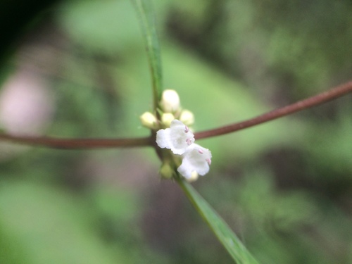 Image of Lycopus rubellus by no rights reserved