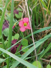 Oxalis tetraphylla