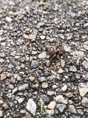 Segestria senoculata