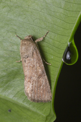 Spodoptera pecten