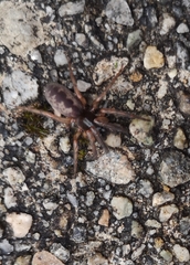 Segestria senoculata