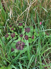 Oxalis tetraphylla