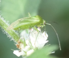 Lygocoris pabulinus