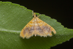 Mabra eryxalis