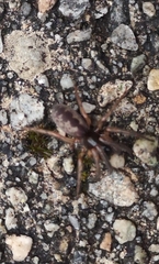 Segestria senoculata