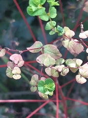 Euphorbia stricta