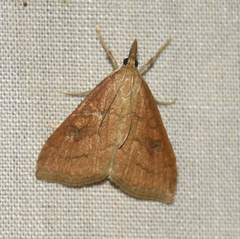 Udea profundalis