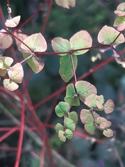 Euphorbia stricta