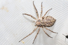 Pulchellodromus glaucinus