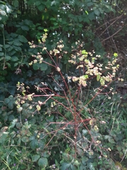Euphorbia stricta