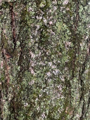 Physcia millegrana