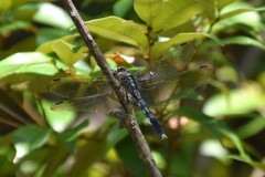 Orthetrum albistylum speciosum
