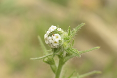 Cryptantha linearis