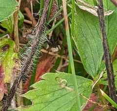 Lycosoidea