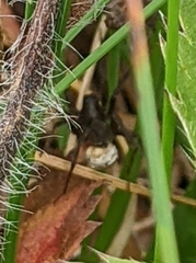 Lycosoidea