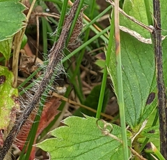 Lycosoidea