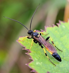 Diphyus quadripunctorius