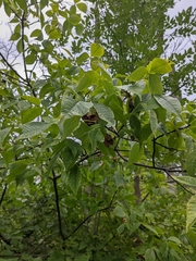 Ptelea trifoliata mollis