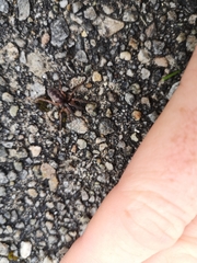 Segestria senoculata